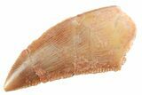 Serrated Raptor Tooth - Real Dinosaur Tooth #364818-1